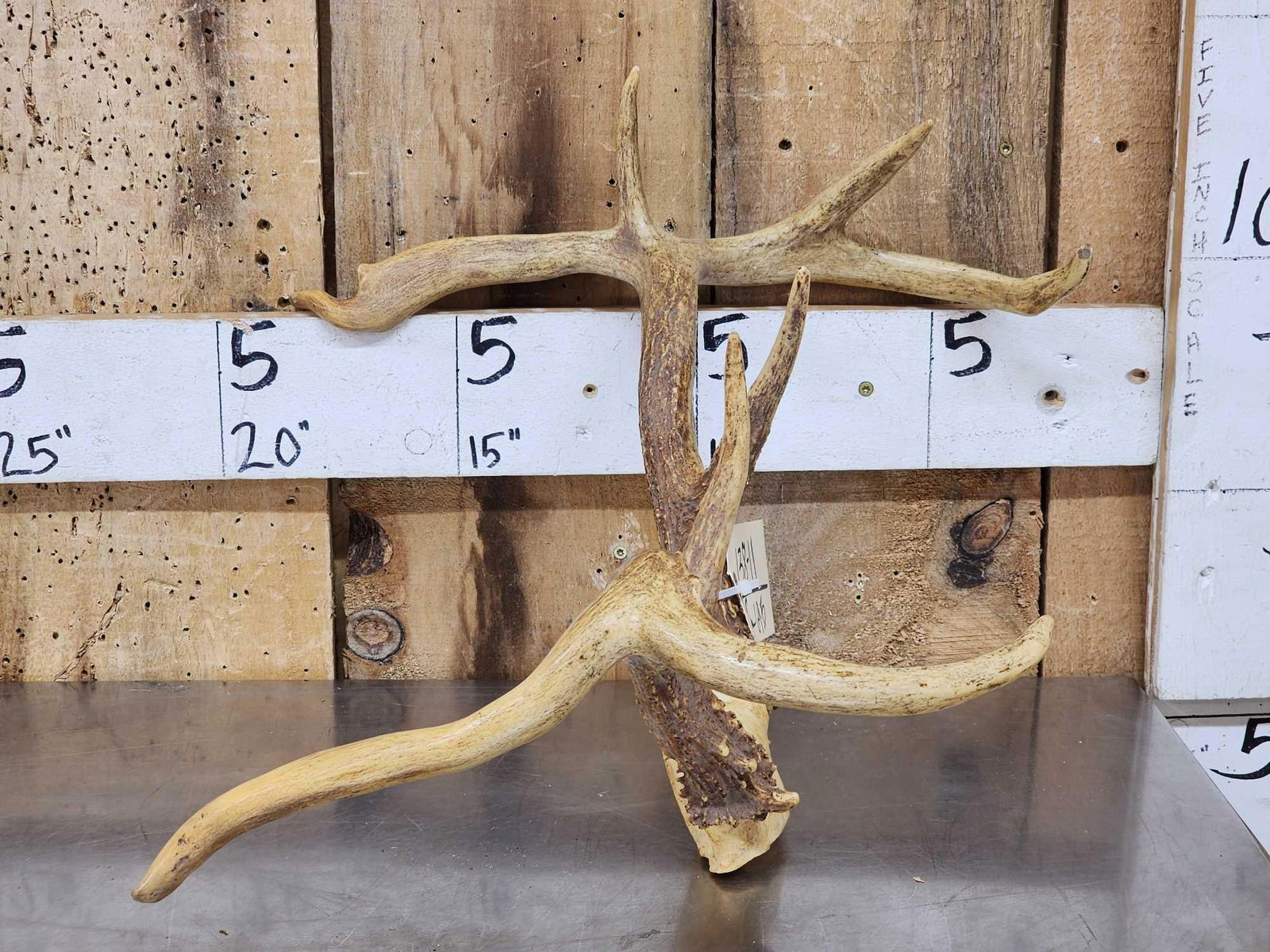 Freak Nontypical Whitetail Antlers On Skull Plate: 138.11 Crazy piece with flyers parallel to the main beam
