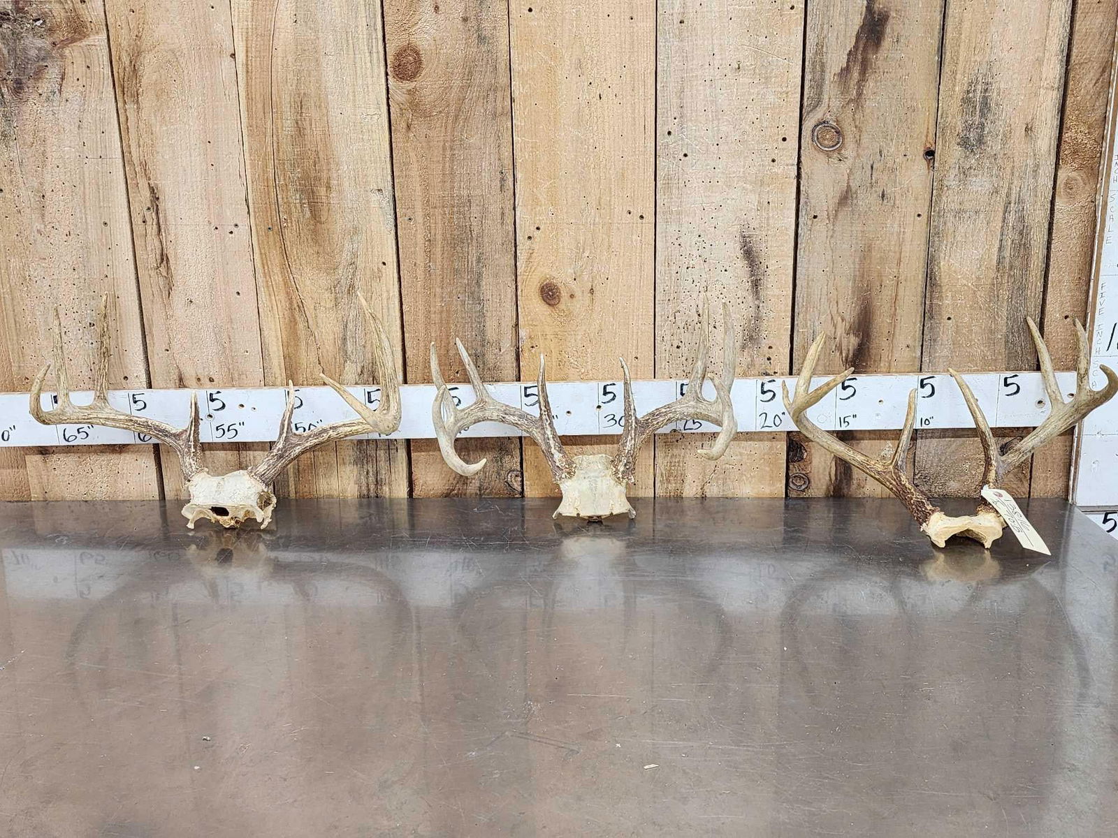 3 Sets Of Whitetail Antlers On Skull Plate: 138.16 Great for crafts or decor