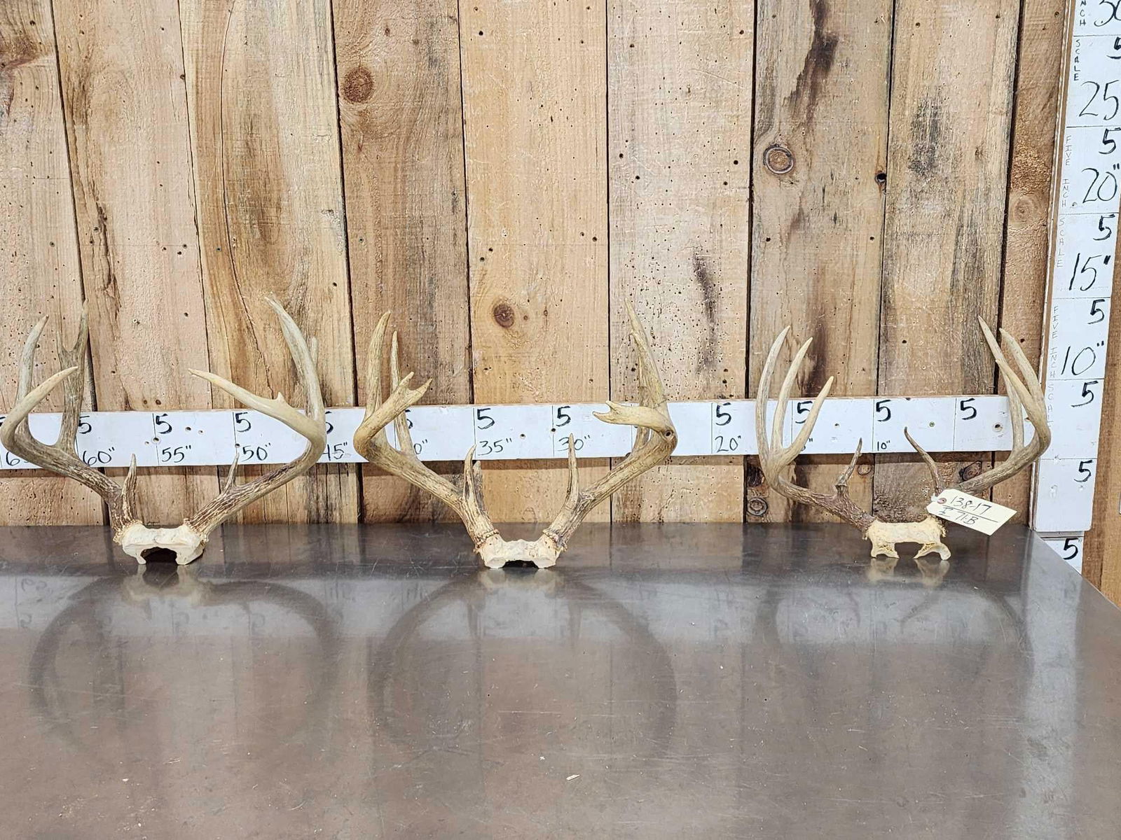 3 Sets Of Whitetail Antlers On Skull Plate: 138.17 Great for crafts or decor