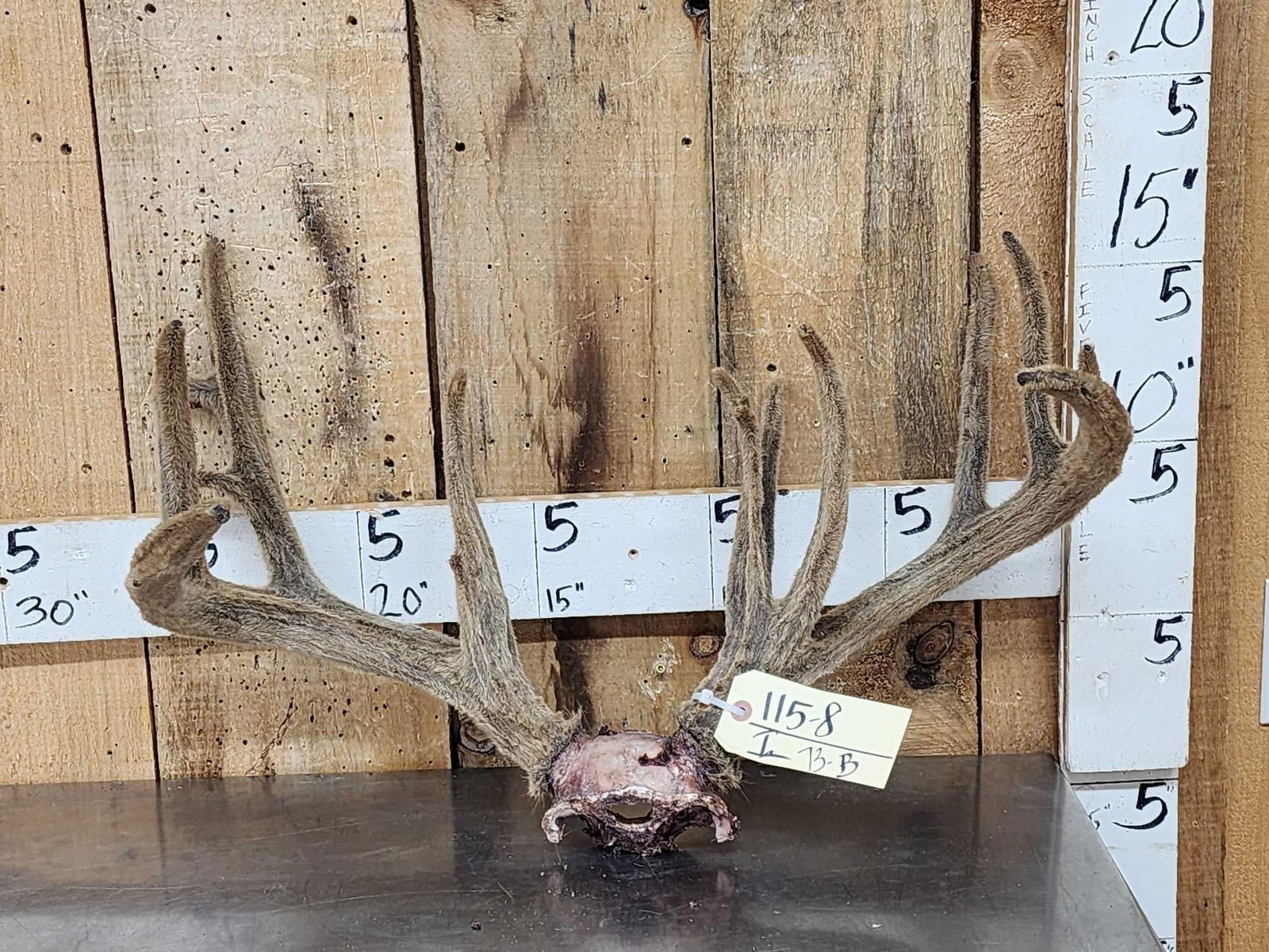 Main Frame 4x5 Whitetail Antlers In Velvet On Skull Plate (1 of 4)