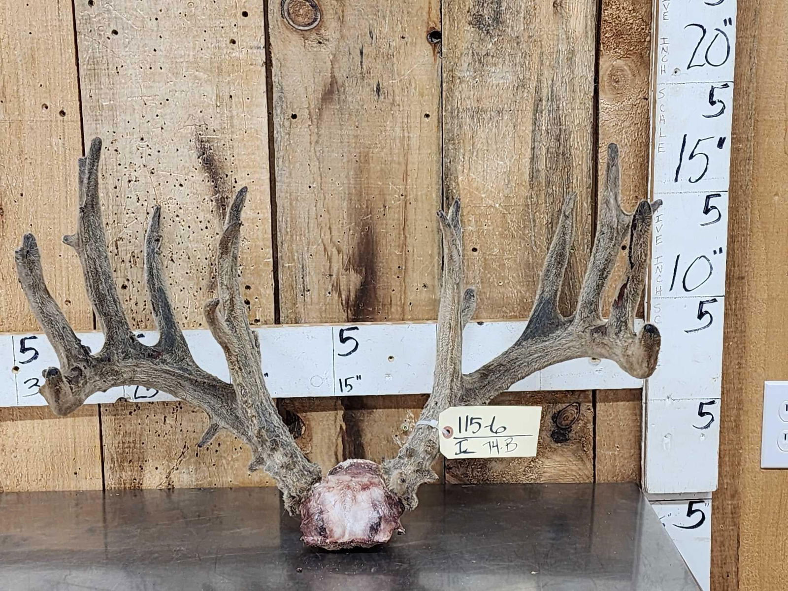 Main Frame 5x5 Whitetail Antlers In Velvet On Skull Plate: 115.6 Great look crazy brows Velvet has been treated