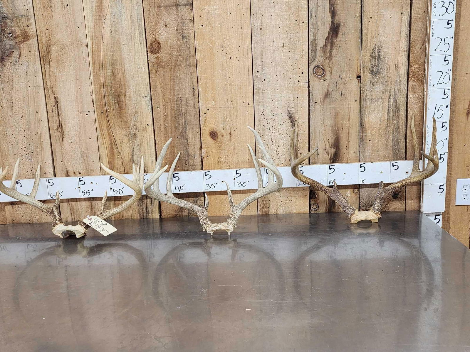 3 Sets Of Whitetail Antlers On Skull Plate: 138.28 Some good size antler in this lot great for crafts or decor