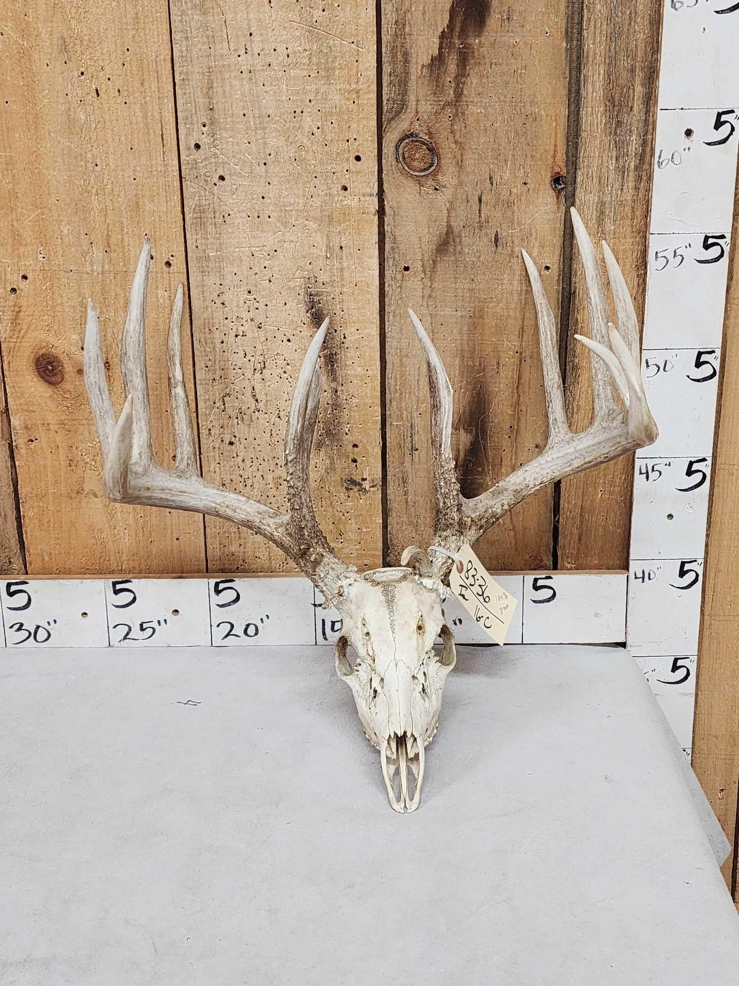184 4/8" Gross Whitetail Antlers On Skull (1 of 6)