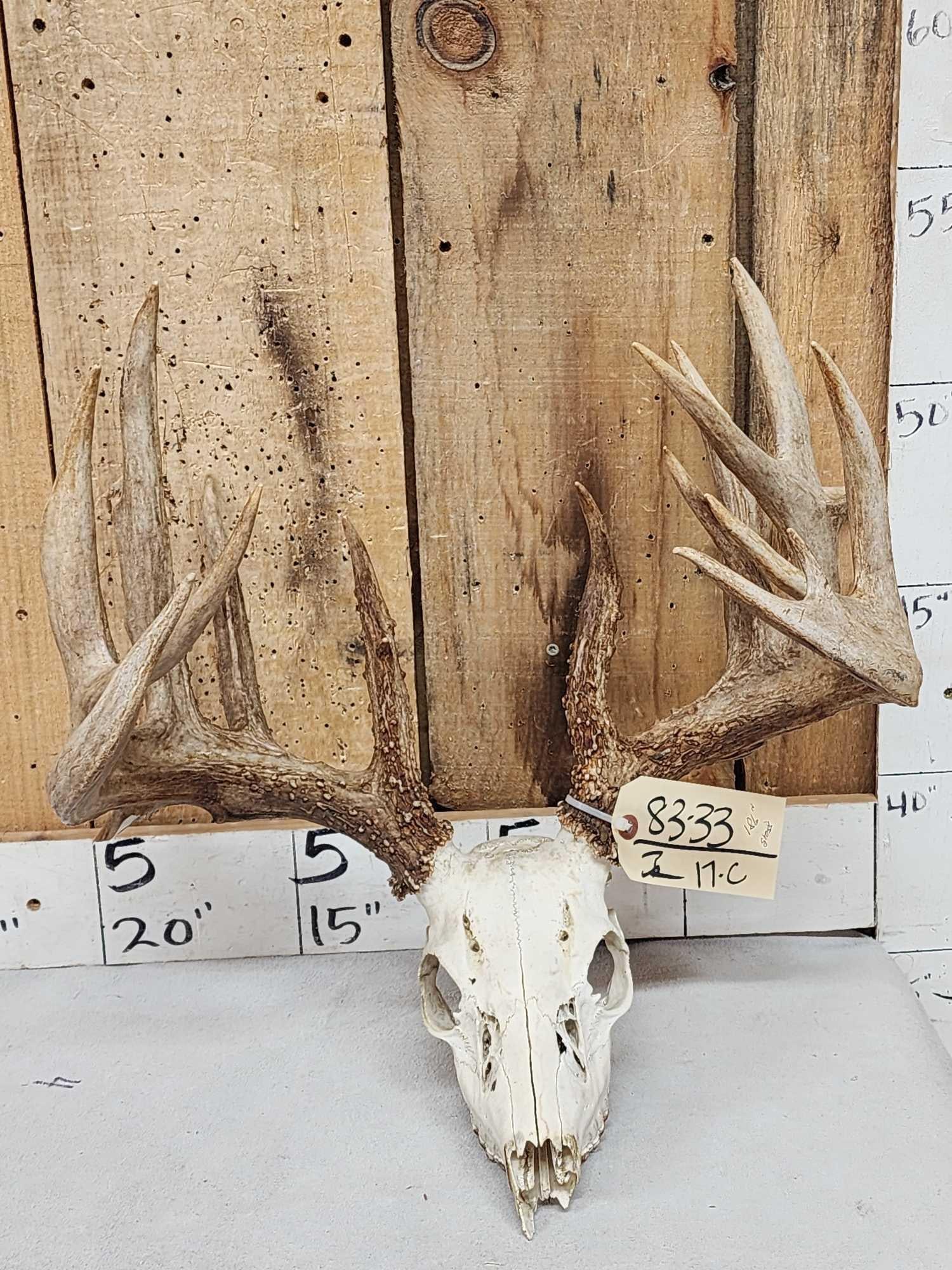 186" Gross Score Whitetail Antlers On Skull Plate: 83.33 Awesome color on this big preserve deer heavy beading veining great look