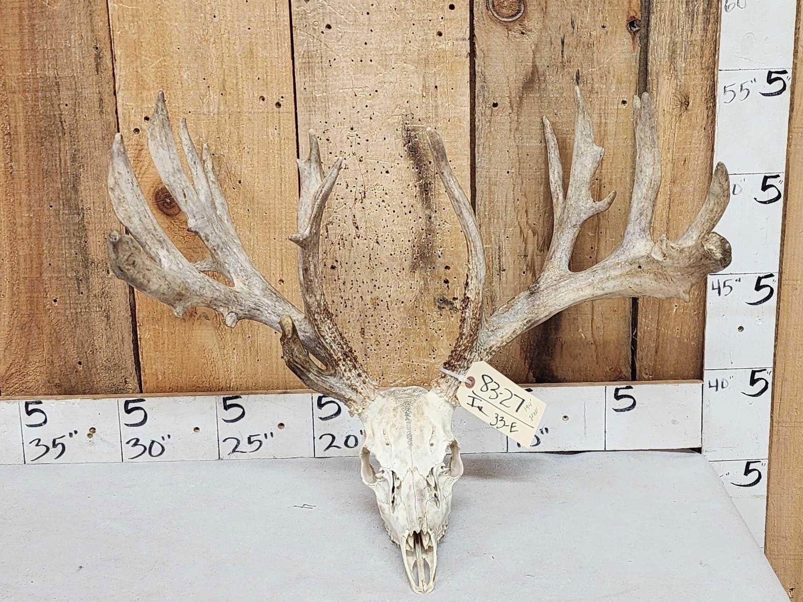 194" Gross Score Whitetail Antlers On Skull: 83.27 Huge brows heavy Mass throughout good color preserve deer