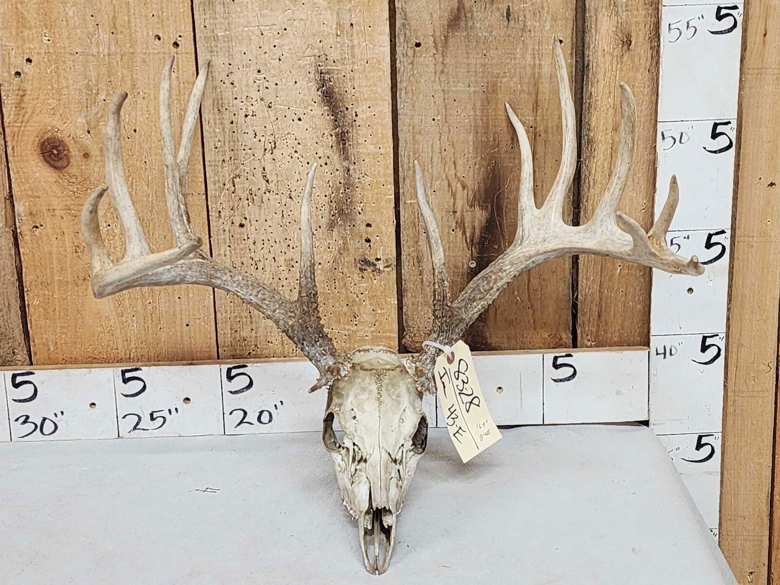 169" Gross Score Whitetail Antlers On Skull (1 of 4)