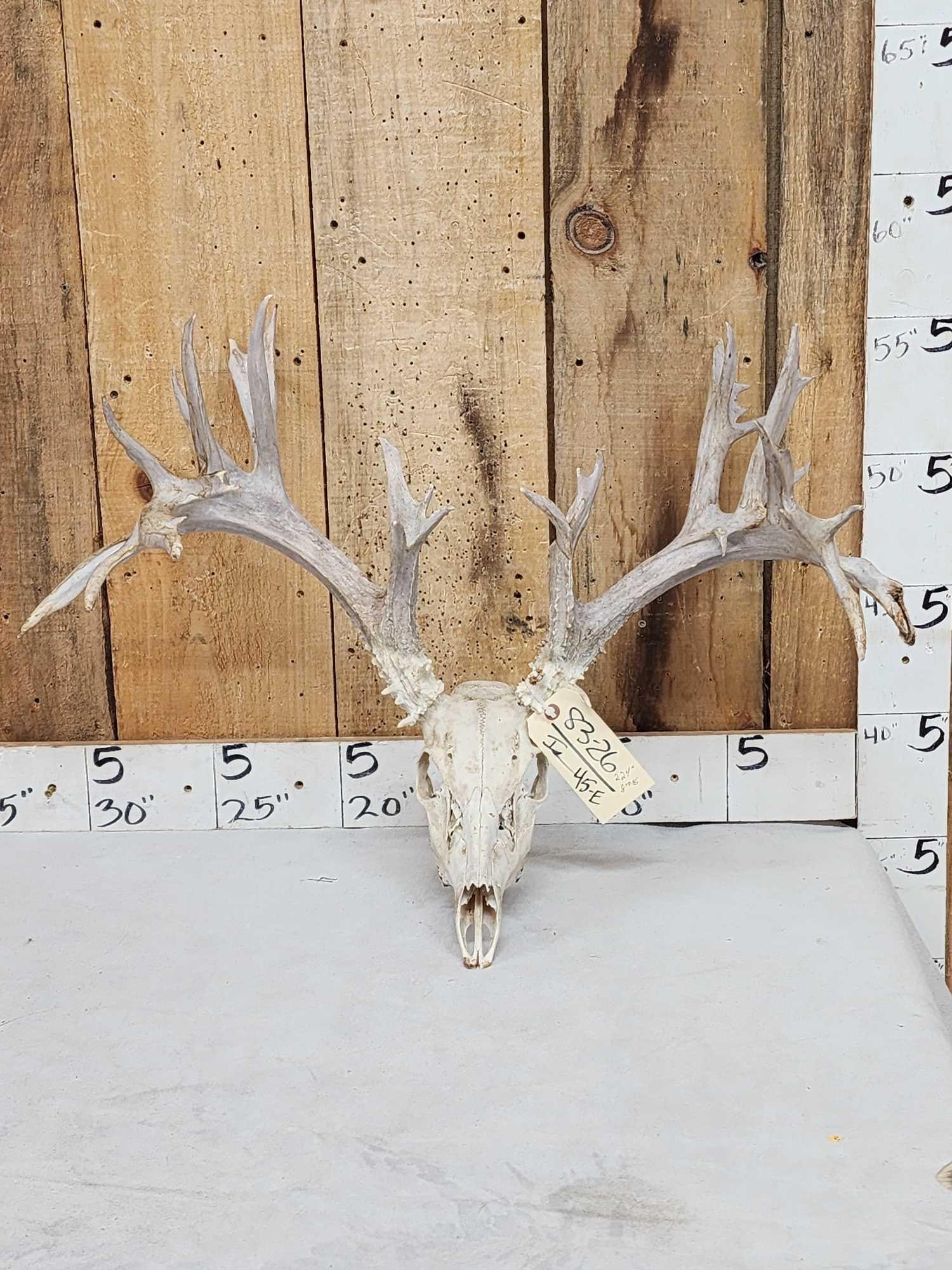 224" Gross Score Whitetail Antlers On Skull: 83.26 Awesome look stickers flyers everywhere on this big preserve deer