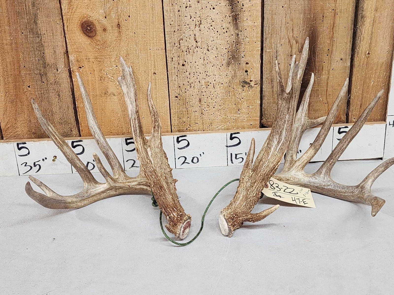 Spectacular 244" Gross Score Whitetail Shed Antlers: 83.22 Awesome color on this 2 year old preserve deer named BB Gun aka Brow Boy for his magnificent bladed brows over 12" score is with spread credit on this FRESH set of sheds !