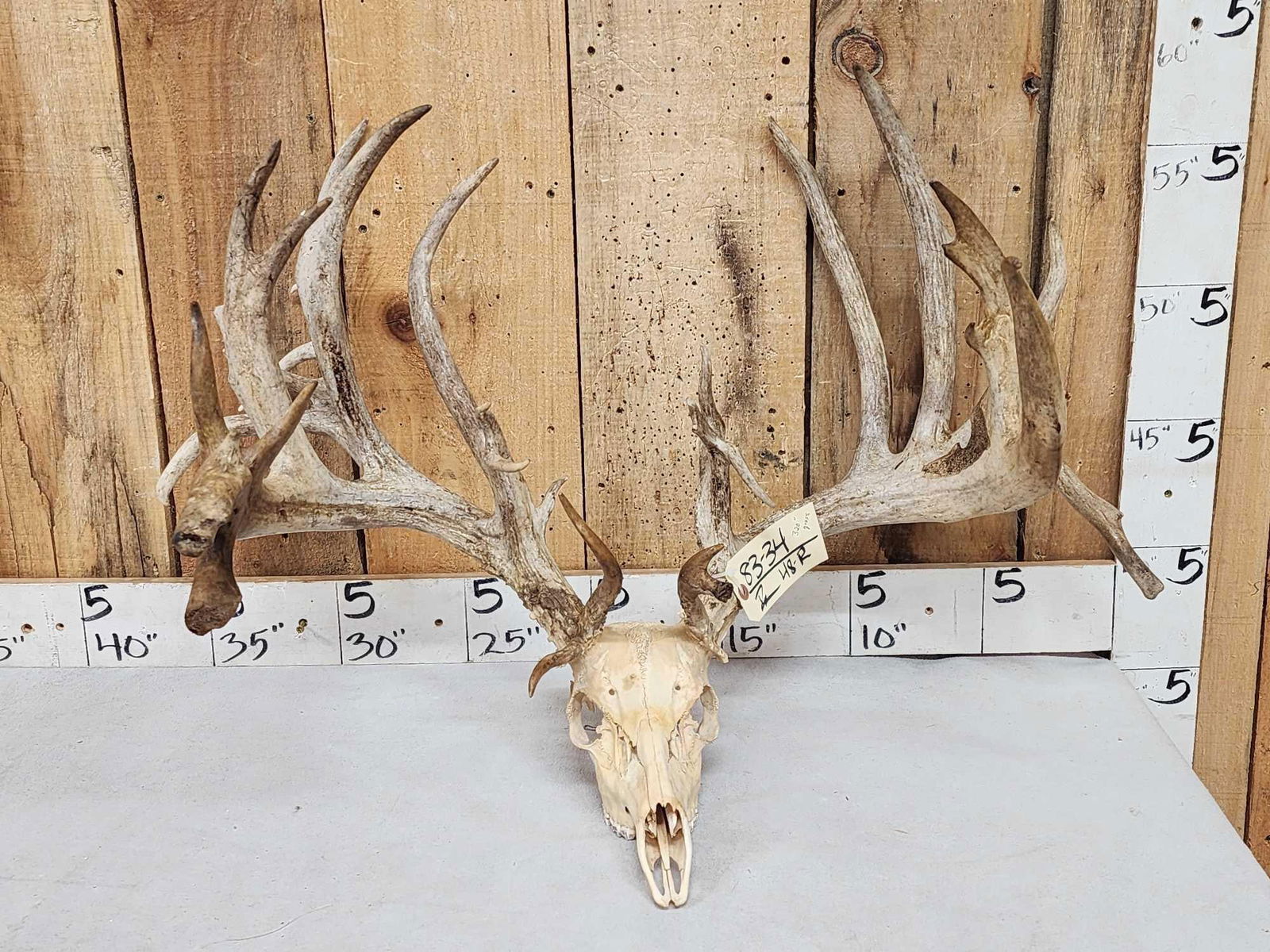 Monster 320" Whitetail Antlers On Skull (1 of 8)