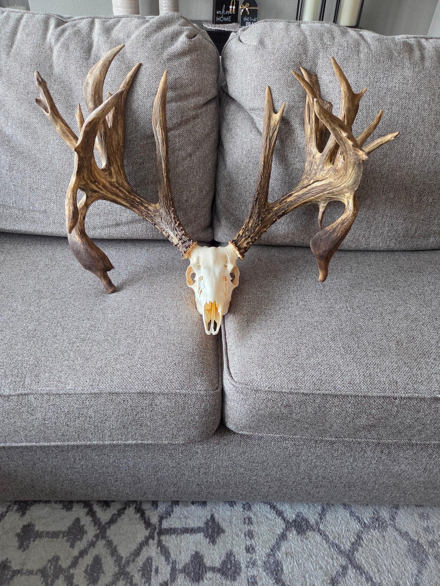 Monster 236" Double Droptine Whitetail Antlers On Skull: 155.1 BIG preserve Deer awesome look heavy mass palmated with towering 13" brow tines 10" bulb droptines color applied 
