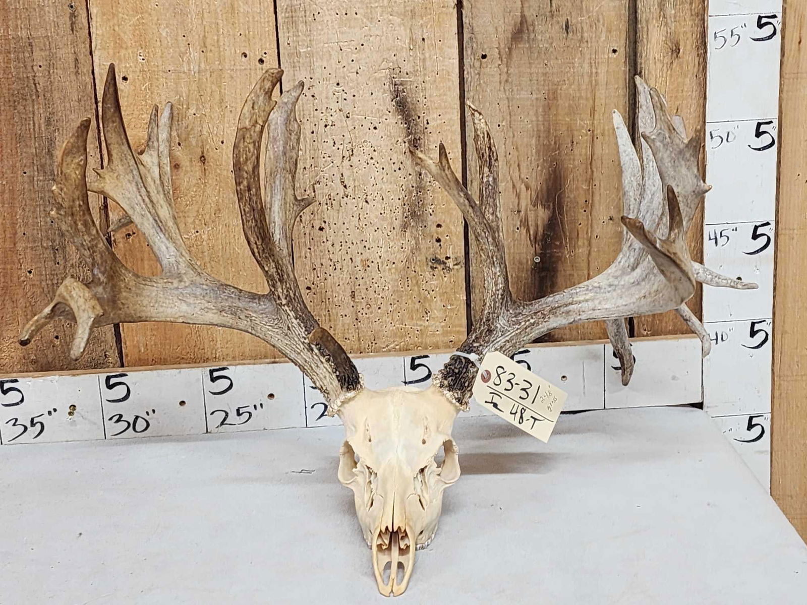 248" Whitetail Antlers On Skull (1 of 5)