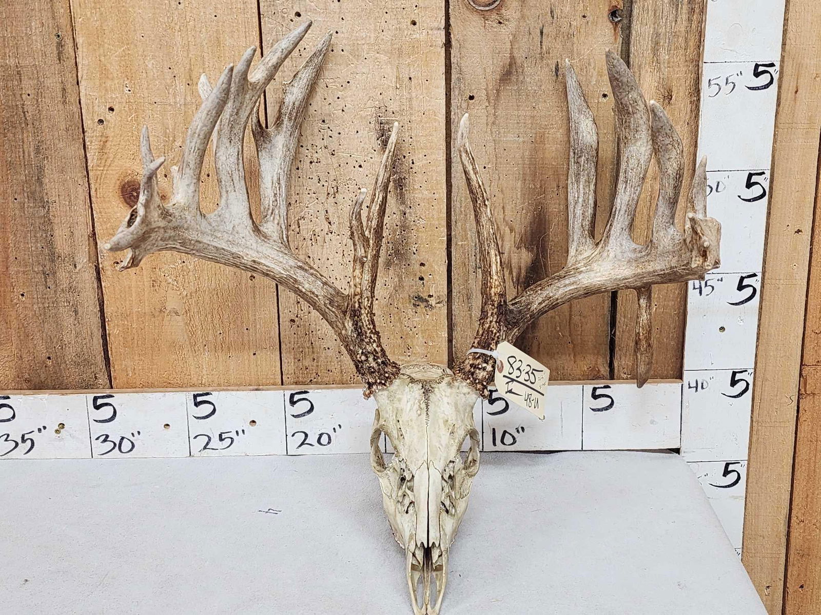Big 212" Whitetail Antlers On Skull (1 of 7)