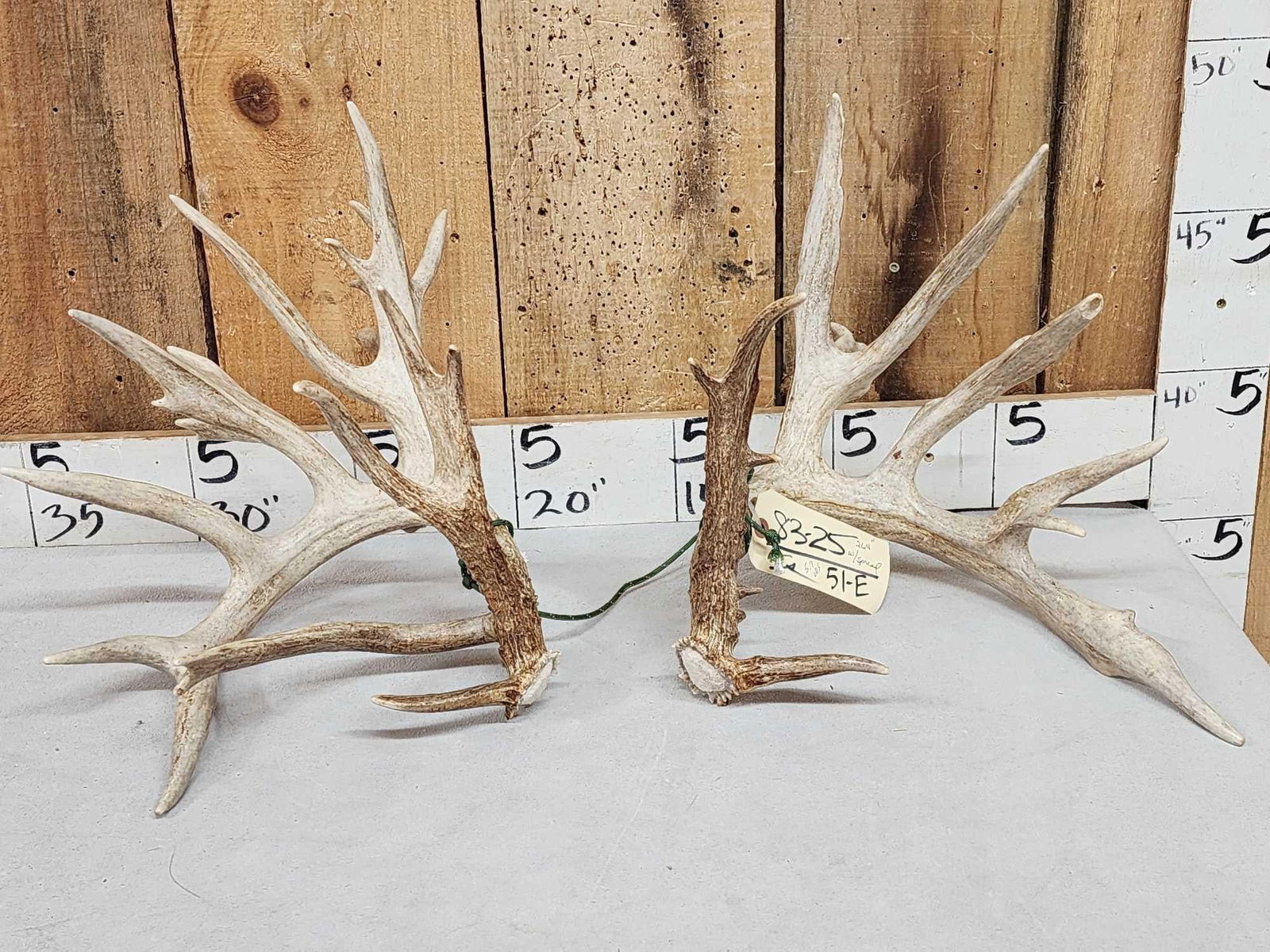 Gorgeous 264" Whitetail Shed Antlers (1 of 9)