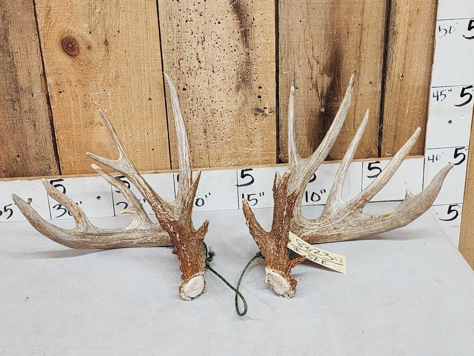 Gorgeous Set Of 204" Whitetail Shed Antlers (1 of 8)