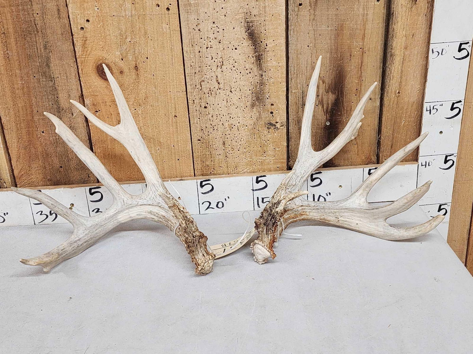 Heavy Mass 201" Whitetail Shed Antlers: 83.37 Great look with extras good color fresh preserve sheds 5.5 lbs gross score with spread credit
