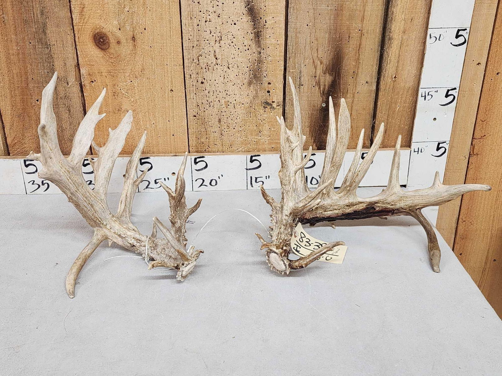 Gnarly Nontypical 270" Whitetail Shed Antlers: 83.39 Cool brows Palmated left main beam with double row tines with double drops fresh sheds gross score with spread credit