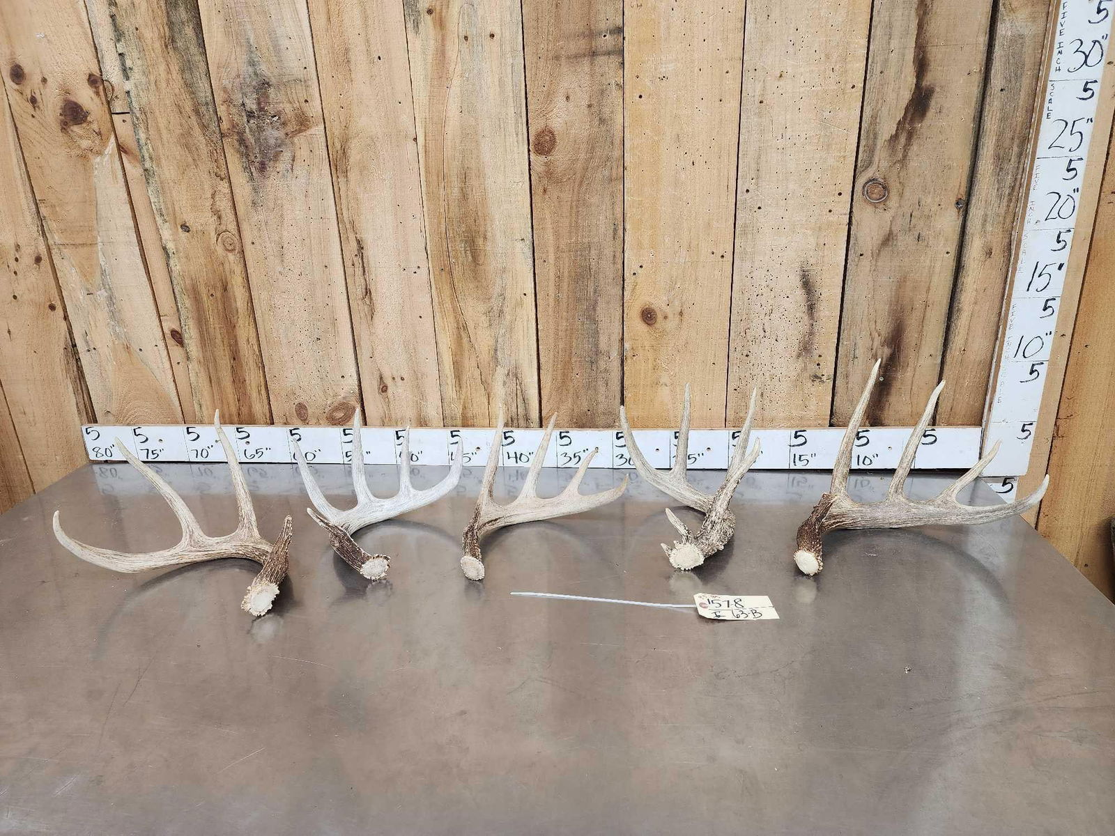 Group Of 5 Collector Whitetail Shed Antlers (1 of 8)