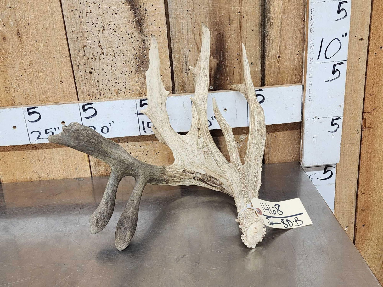 Big Double Droptine Whitetail Shed Antler: 146.8 Awesome look crazy tall brows