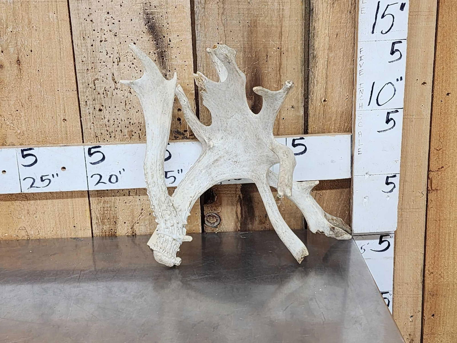 Huge Palmated Whitetail Shed Antler: 46.9 With 2 droptines awesome look