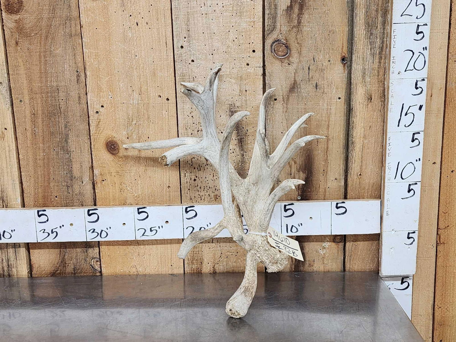 Big Gnarly Nontypical Whitetail Shed Antler: 146.10 Great look