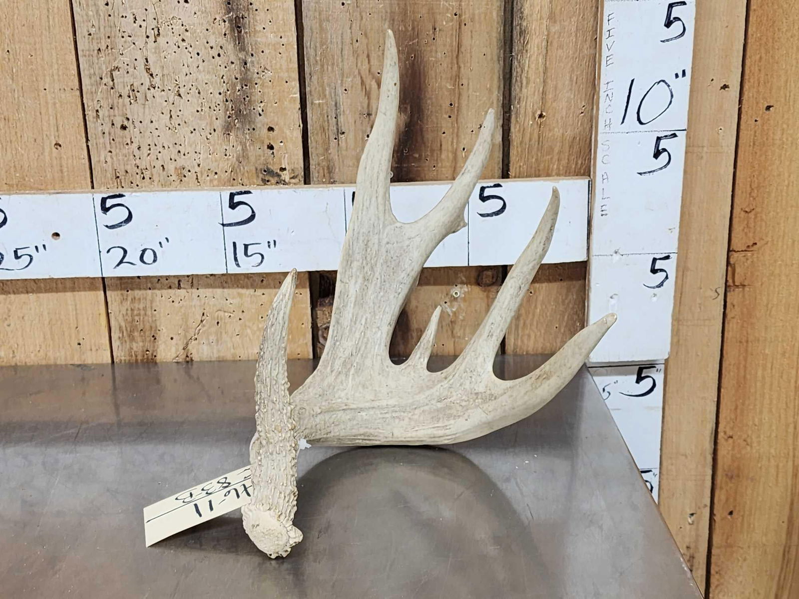 Big Palmated Whitetail Shed Antler: 46.10 Great look