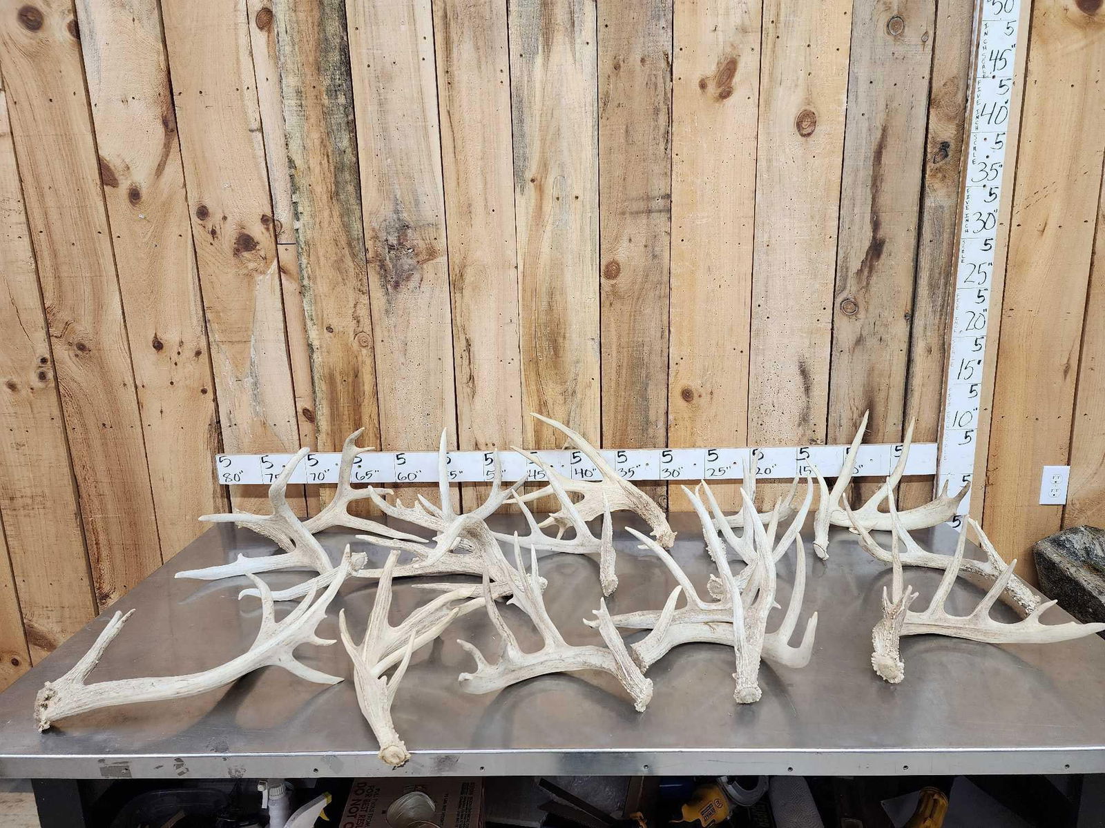 32.9 Lbs Of Big Whitetail Shed Antlers (1 of 6)