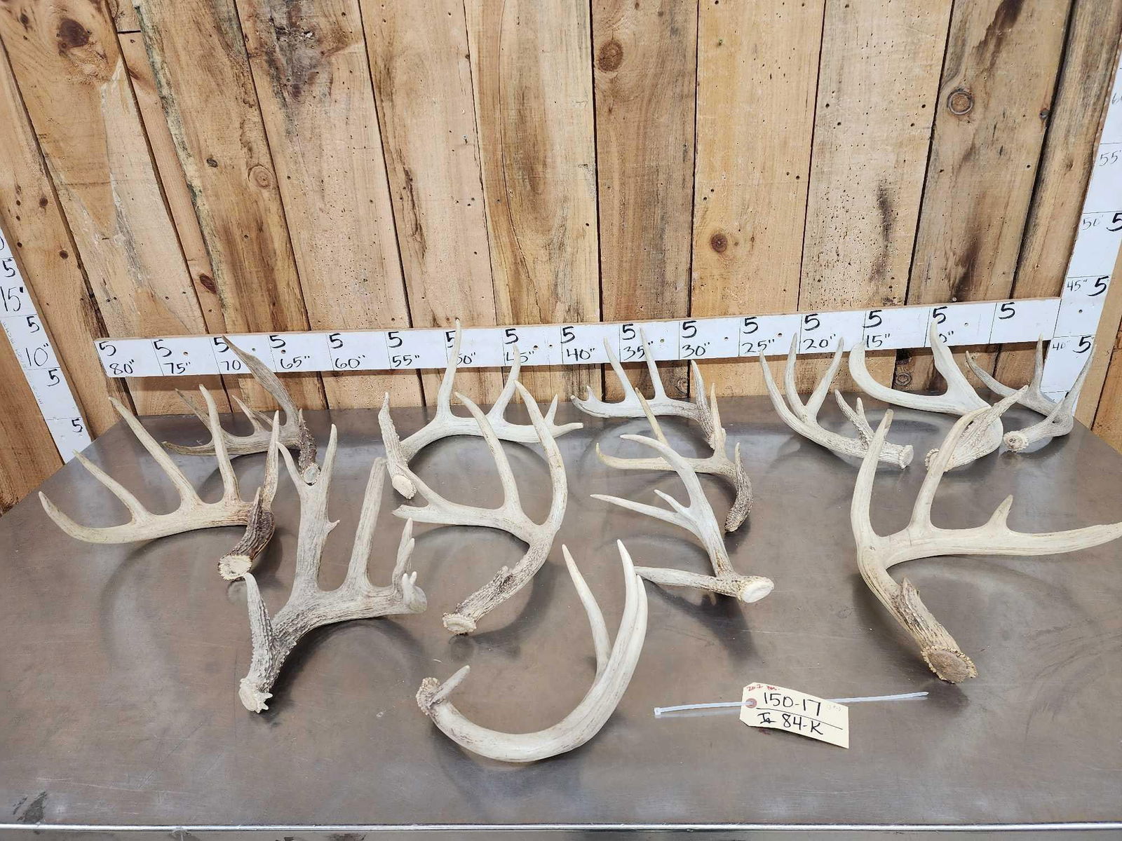 20.2 Lbs Of Whitetail Antlers: 150.17 Mostly sheds with a few cut below the burr