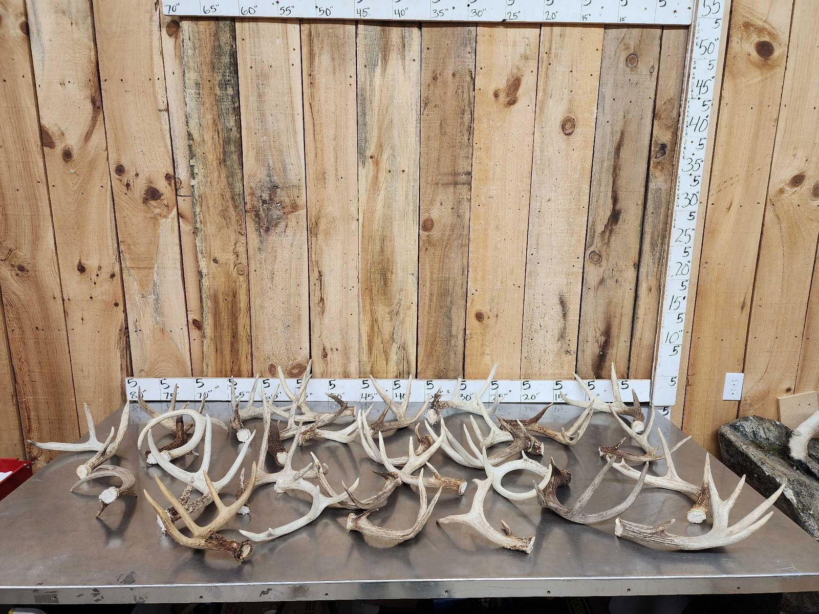 25.8 Lbs Of Whitetail Antlers Cut Below The Burr: 157.6 All good color no chews 28 pcs
