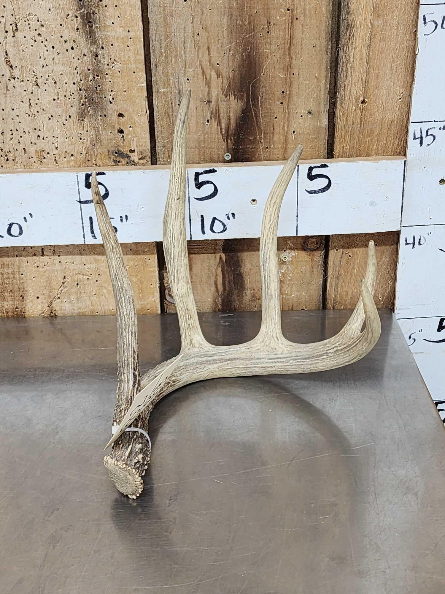 74" 5 Point Whitetail Shed Antler: 153.2 Good beading 9 1/2" brow over 12" g2