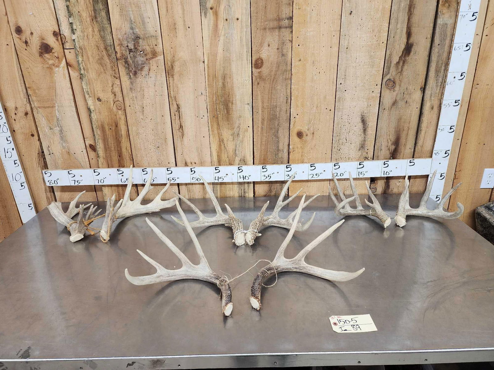 4 Sets Of Whitetail Shed Antlers: 150.5 Bigger sheds in this lot 13.7 lbs 1 money buys the lot