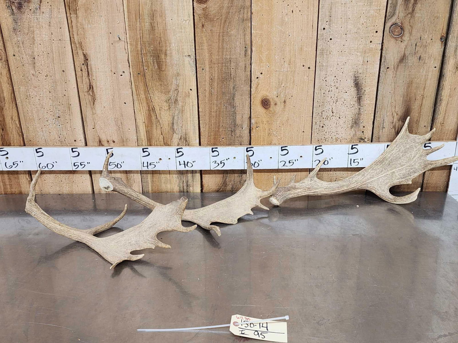 6.4 Lbs Of Fallow Deer Antlers: 150.14 Heavy mass shed 2 cuts great color