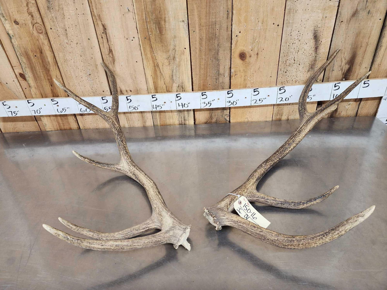 4x5 Elk Shed Antlers: 150.16 Great for crafts or decor 10.1 Lbs