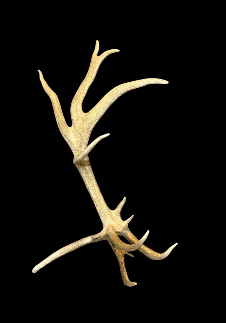 Freak Nontypical 10lbs Elk Shed Antler (1 of 7)