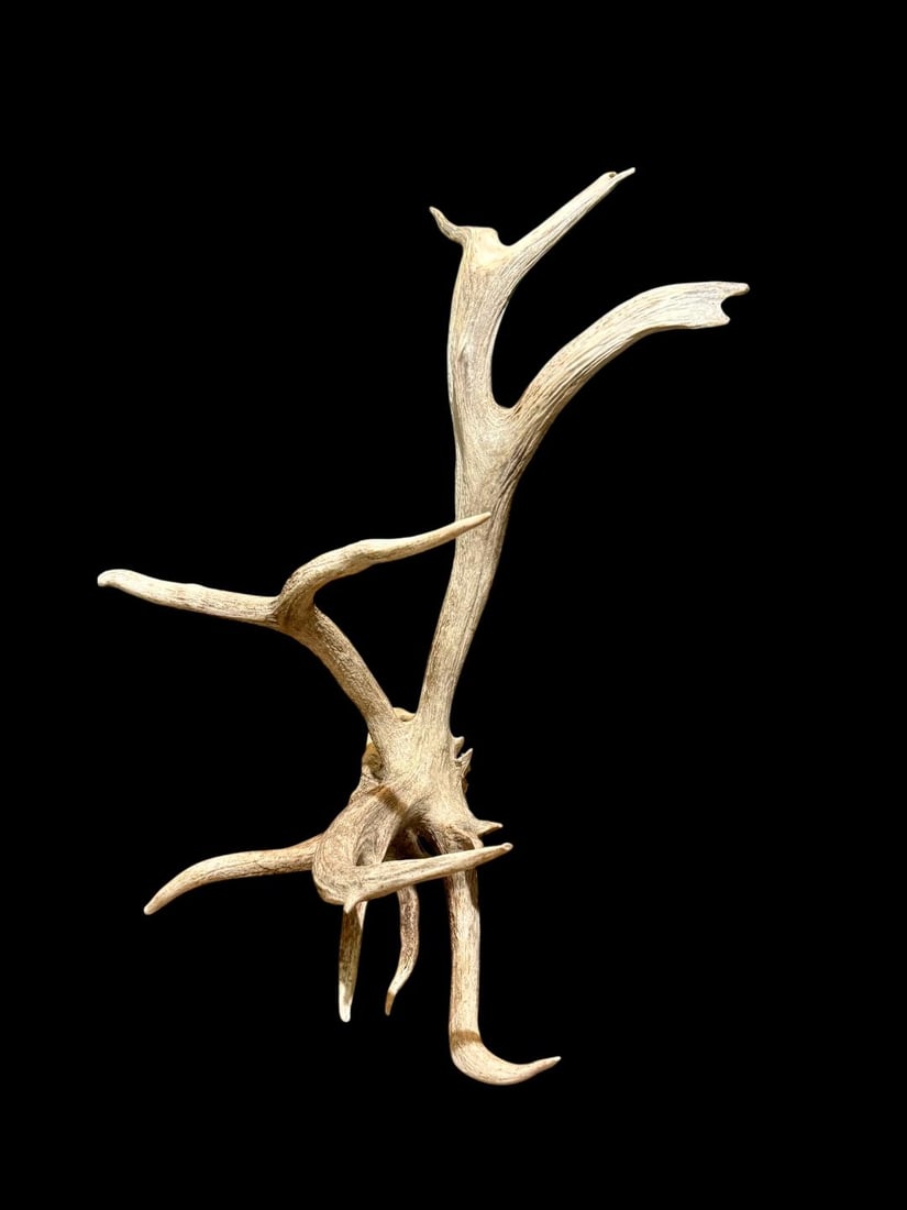 Freak Nontypical Self Standing 10Lbs Elk Shed Antler (1 of 7)