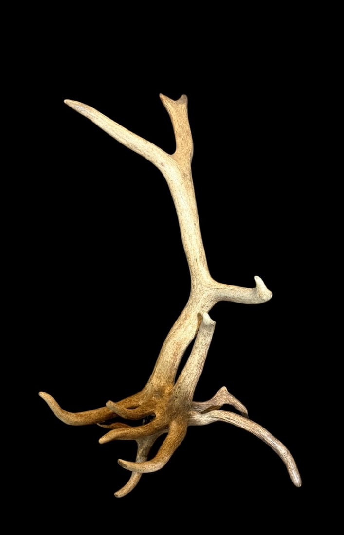 Freak Nontypical 9Lbs Elk Shed Antler: 44.4 Known as the Medusa shed with snake like clustered tines scores around 180" good color cool piece !