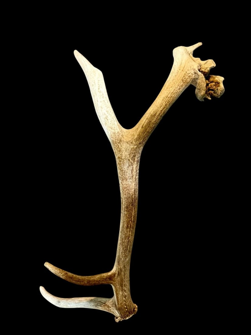 Freak Nontypical 7.4Lbs Elk Shed With Tumor: 44.7 Very unusual piece