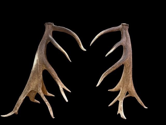 MONSTER 470 Class Set Of Self Standing Elk Shed Antlers (1 of 4)