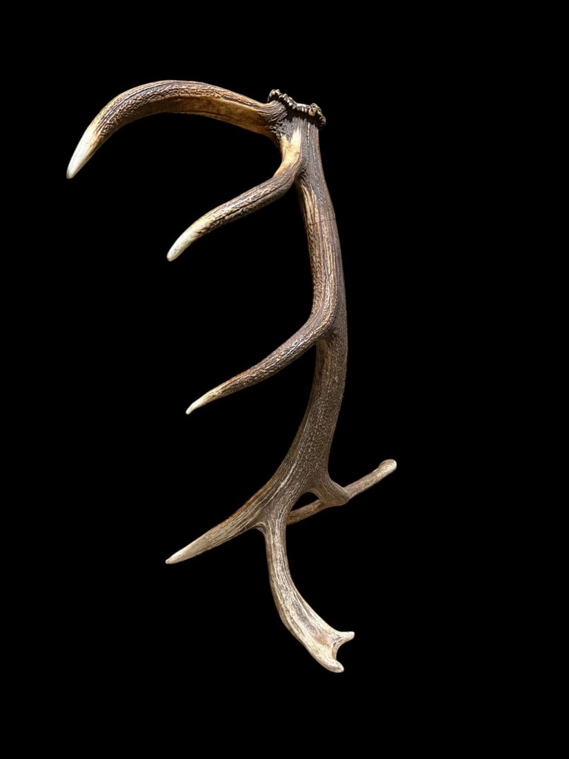 Gorgeous 14.7Lbs Canadian Self Standing Elk Shed Antler (1 of 6)