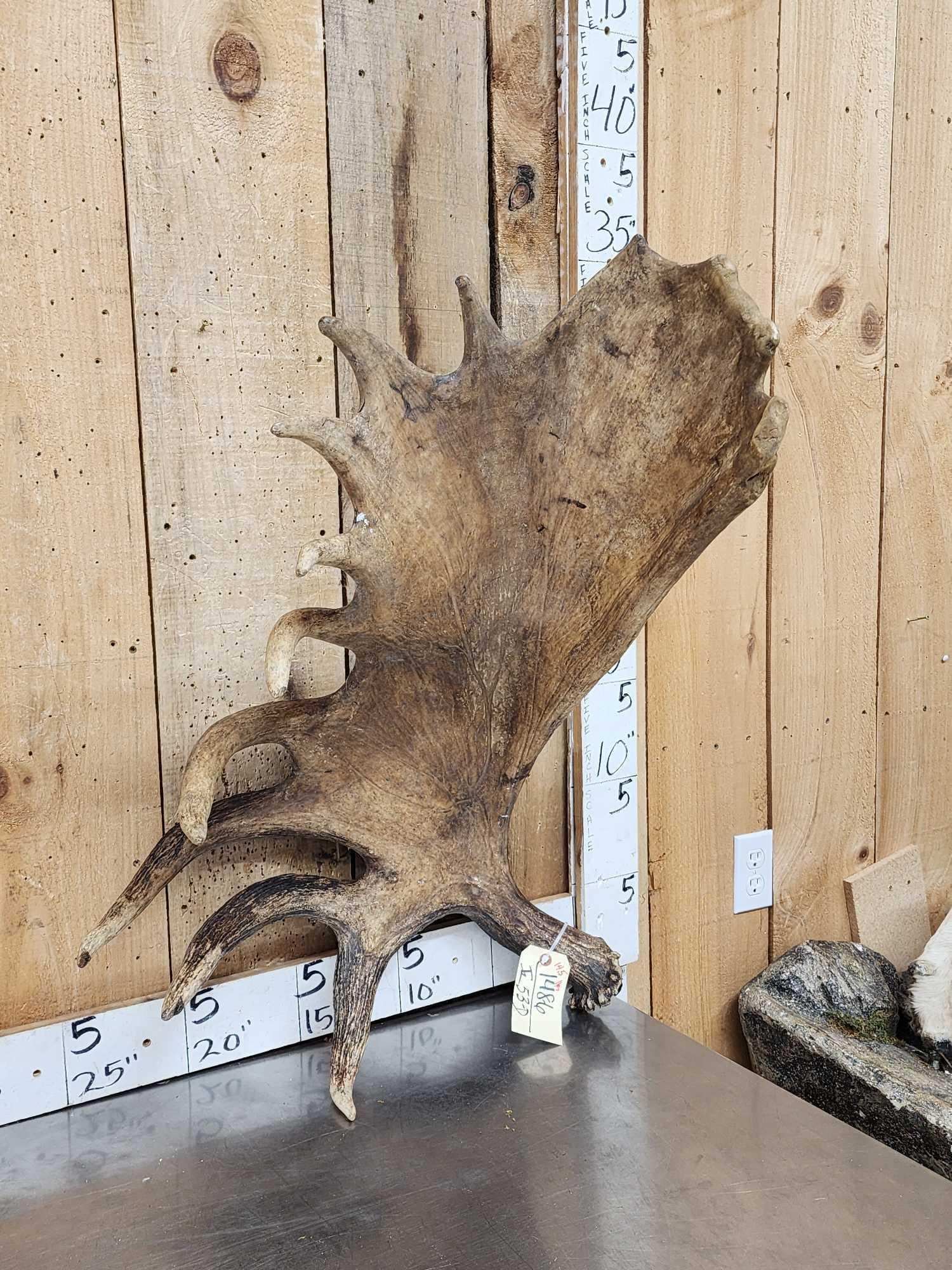 14.5 Lbs Moose Shed Antler: 148.6 Cool piece folded palm