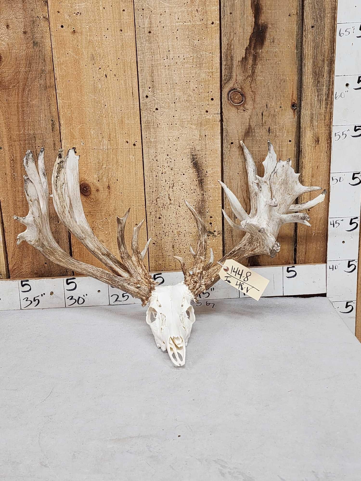 Monster 300 Class Double Main Beam Whitetail Antlers On Skull: 144.8 TONS of character Cool brows heavy Mass throughout Nicely done skull turbinates intact professionally enhanced color