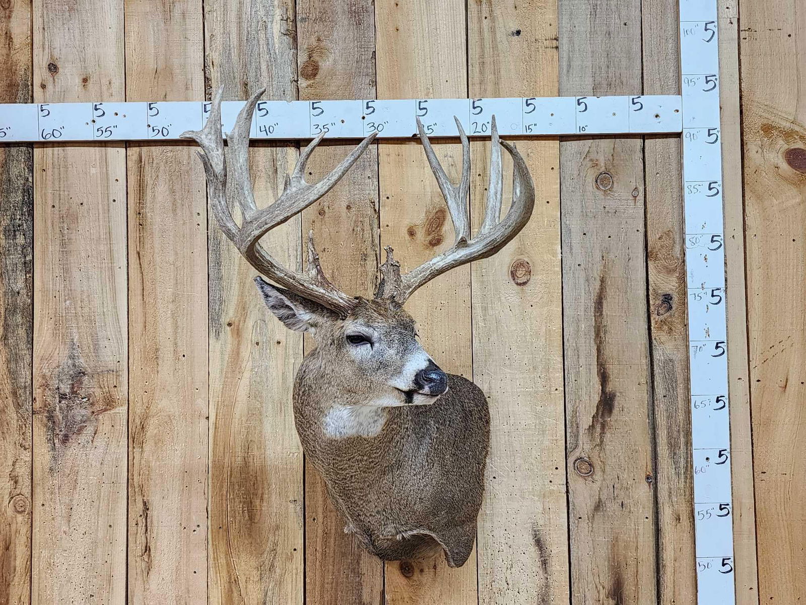 Gorgeous Mid 190 Class Whitetail Shoulder Mount Taxidermy: 165.6 Consignor says wild Iowa sheds mounted great natural color on a Nicely done brand new wall Pedestal mount