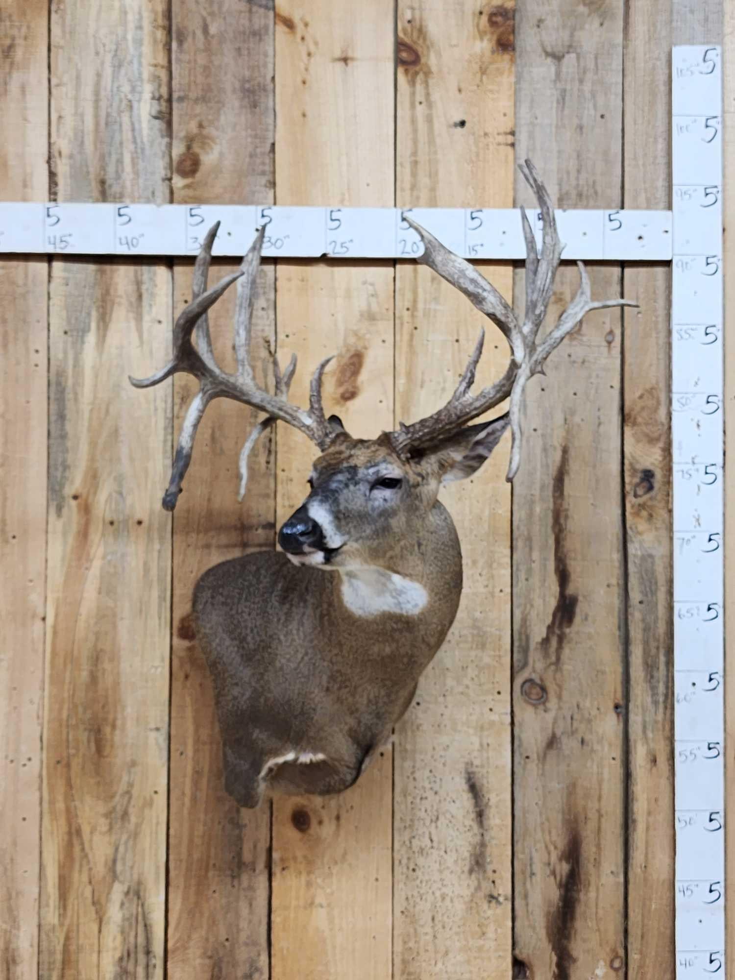 Mid 200 Class Whitetail Shoulder Mount Taxidermy: 165.3 Big quadruple droptine with flyer Mounted Texas sheds awesome brand new wall Pedestal mount great look !