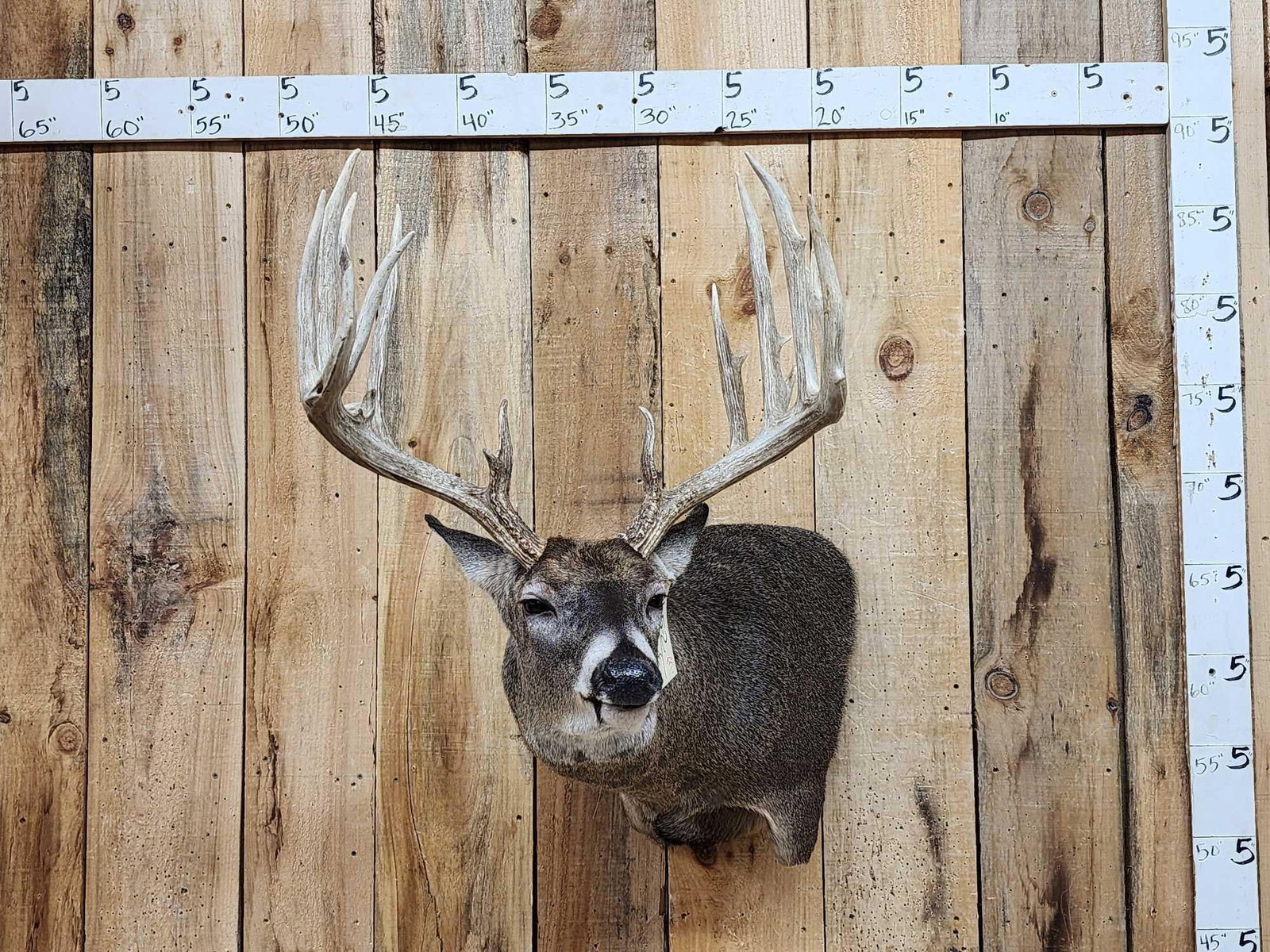 Monster Main Frame 6x5 200 Class Whitetail Shoulder Mount Taxidermy: 165.2 Mounted sheds Brand new wall Pedestal mount great Taxidermy Artwork origin unknown heavy beading good antler color