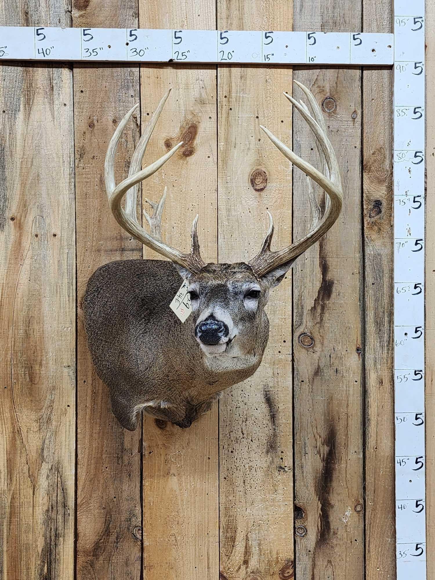 Mid 180 Class Wild Missouri Whitetail Shoulder Mount Taxidermy: 165.9 Extra nice 5x5 with extras great color on a brand new Nicely done wall Pedestal mount solid skull plate