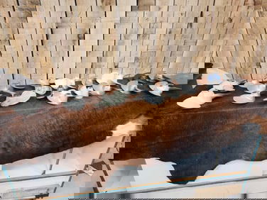 Collection Of 20 Outboard Boat Motor Props