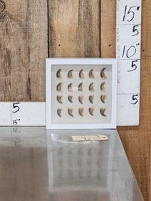 20 Black Bear Claws In Frame Taxidermy