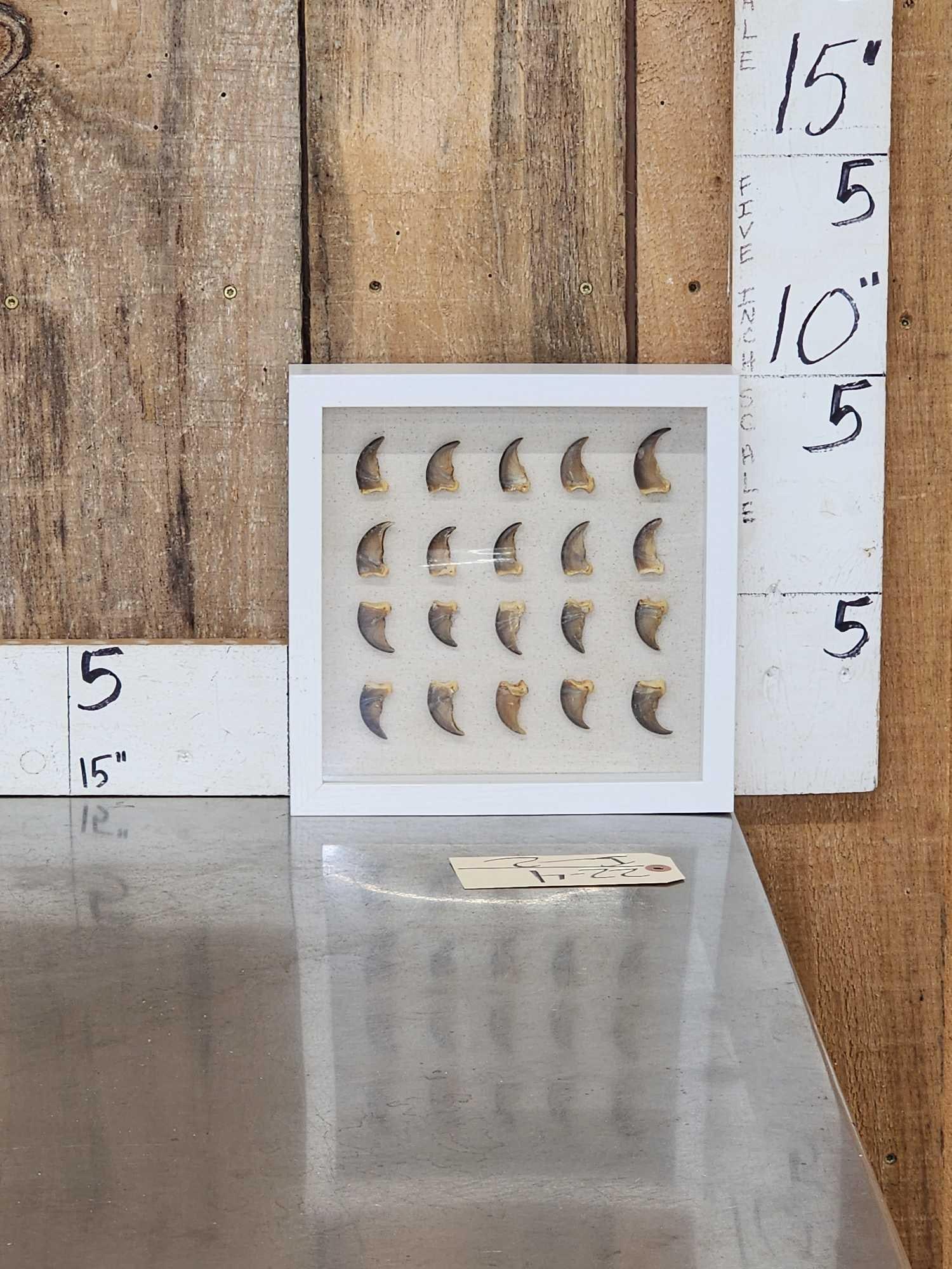 20 Black Bear Claws In Frame Taxidermy