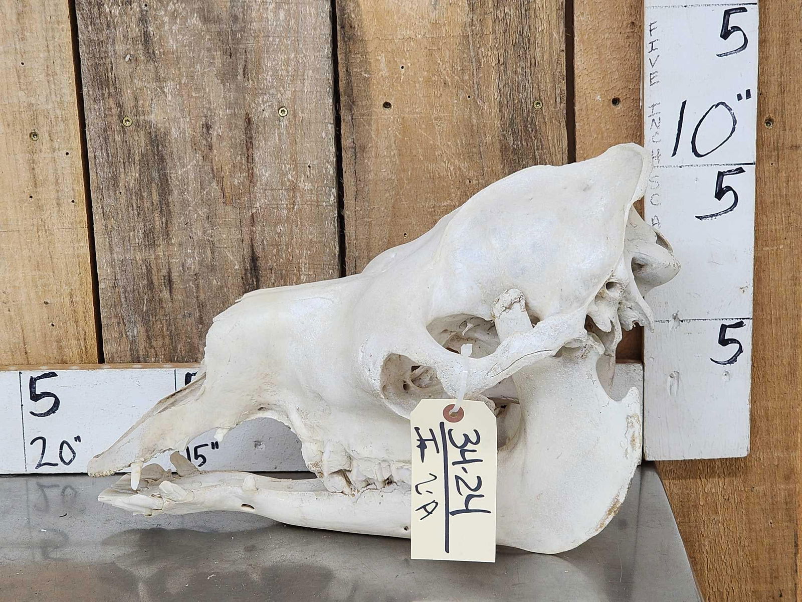 Camel Skull Taxidermy (1 of 4)