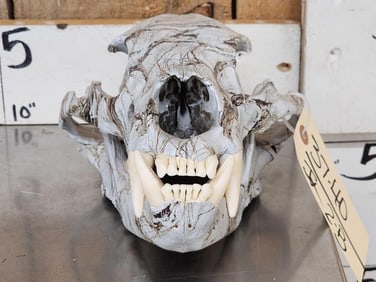 Cammo Dipped Black Bear Skull Taxidermy