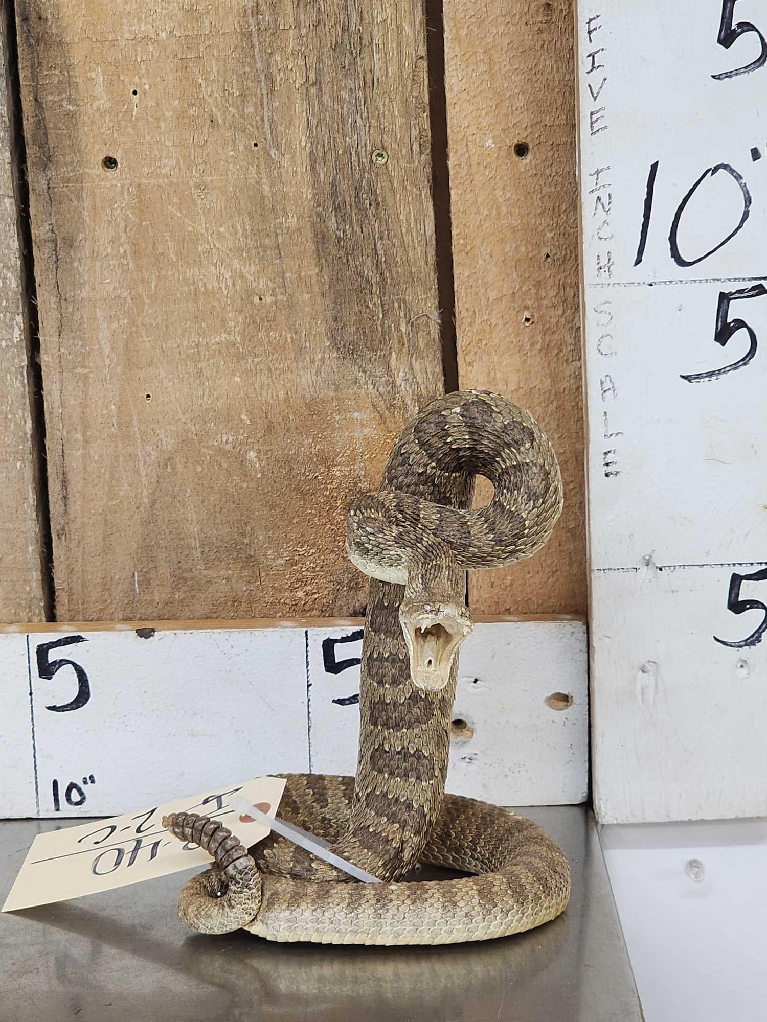 Rattlesnake Full Body Taxidermy Mount (1 of 5)